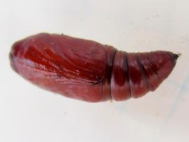  Mythimna unipuncta , pupa. Photo courtesy of Ilona Loser. 
 