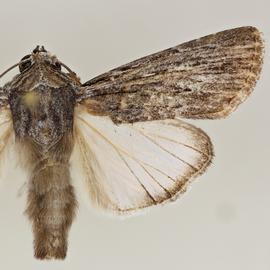  Neogalea sunia , adult male