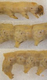  Neogalea sunia , larva. Top: head, thorax. Middle: A3–4. Bottom: A5–10 
 