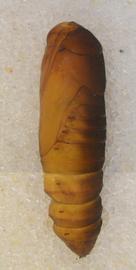  Neogalea sunia , pupa