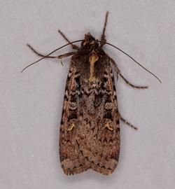  Peridroma  sp., live adult. Photo courtesy of Zach Pezzillo.