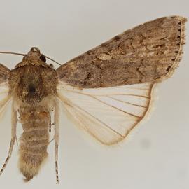  Spodoptera exempta , adult female
