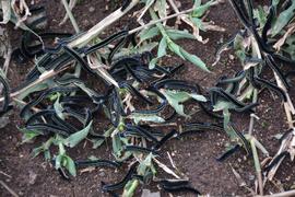 Spodoptera exempta , live larvae. Photo courtesy of John Lyakurwa. 
 
