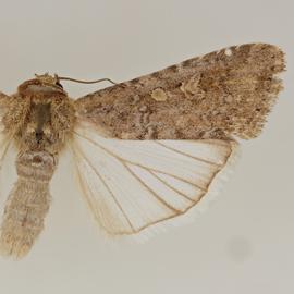  Spodoptera exigua , adult male 
 