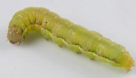  Spodoptera exigua , larva. Photo courtesy of portinoid, iNaturalist. 