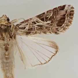  Spodoptera litura , adult male