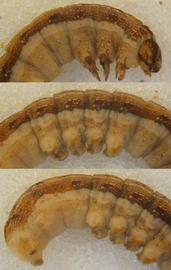  Spodoptera litura , larva. Top: head, thorax, A1–2. Middle: A2–7. Bottom: A4–10