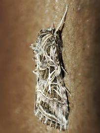 Spodoptera litura , live adult. Photo courtesy of Jaya Rakesh.
