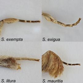 Scaling on male foreleg of  Spodoptera  spp.  