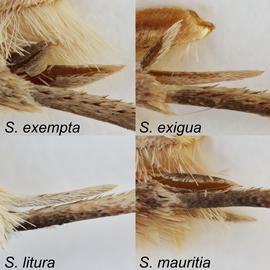 Tibial spurs of male midleg of  Spodoptera  spp.