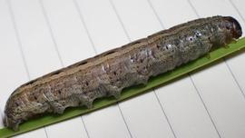  Spodoptera mauritia , live larva. Photo courtesy of Thomas Irvine.