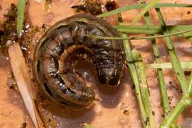  Spodoptera mauritia , larva. Photo courtesy of Sue Jaggar.