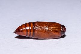  Spodoptera mauritia , pupa. Photo courtesy of Sue Jaggar.