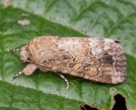  Spodoptera pecten , adult. Photo courtesy of budak, iNaturalist. 