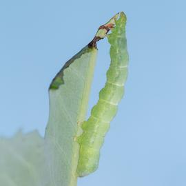  Trichoplusia ni , larva. Photo courtesy of George Smiley.