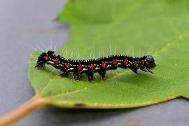  Arcte coerula , larva (black morph) on mamaki ( Pipturus albidus ) leaf. Photo courtesy of Michelle Au.