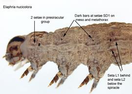  Elaphria nucicolora , larva. Photo courtesy of idtools.org.