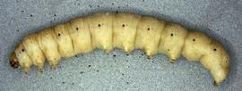  Feltia subterranea , larva. Photo courtesy of idtools.org.