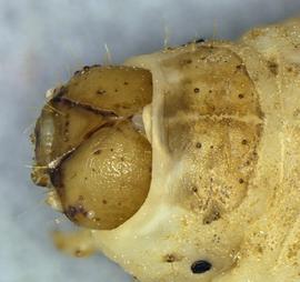  Feltia subterranea , larva. Photo courtesy of idtools.org.