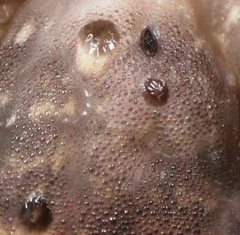  Agrotis ipsilon , larva. Close-up of tubercles and skin. Photo credit: A Sisson, Iowa State U. Licensed under a Creative Commons License.