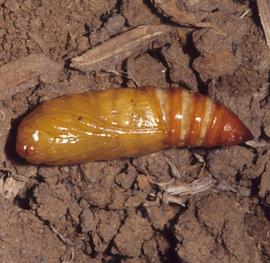  Agrotis ipsilon , pupa. Photo credit: M Shepard, GR Carner, PAC Ooi, Clemson University. Licensed under a Creative Commons License.