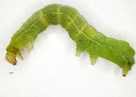  Argyrogramma verruca , larva. Photo credit: MR Quenaudon, USDA-APHIS-PPQ. Licensed under a Creative Commons License.