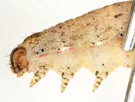  Peridroma saucia , larva. Photo courtesy of idtools.org.