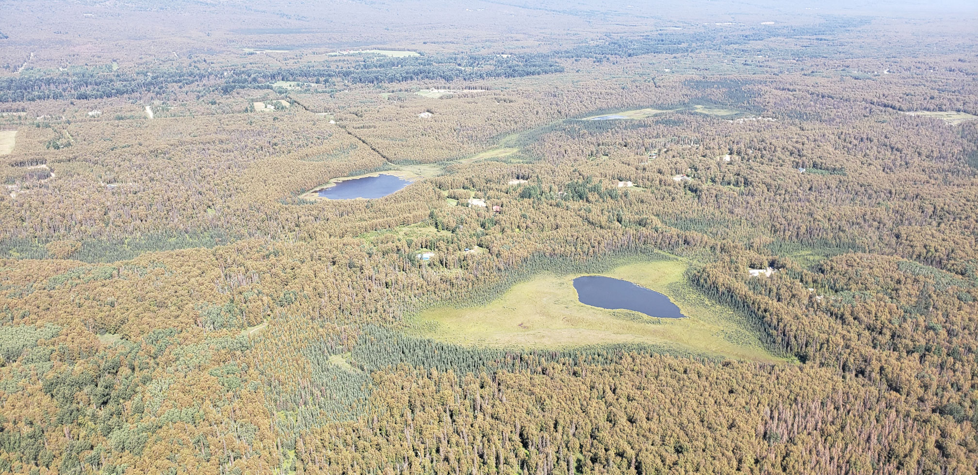 extensive damage from leaf-mining sawflies Heterarthrus nemoratus and Profenusa thomsoni in southcentral Alaska; photo by Alaska Division of Forestry