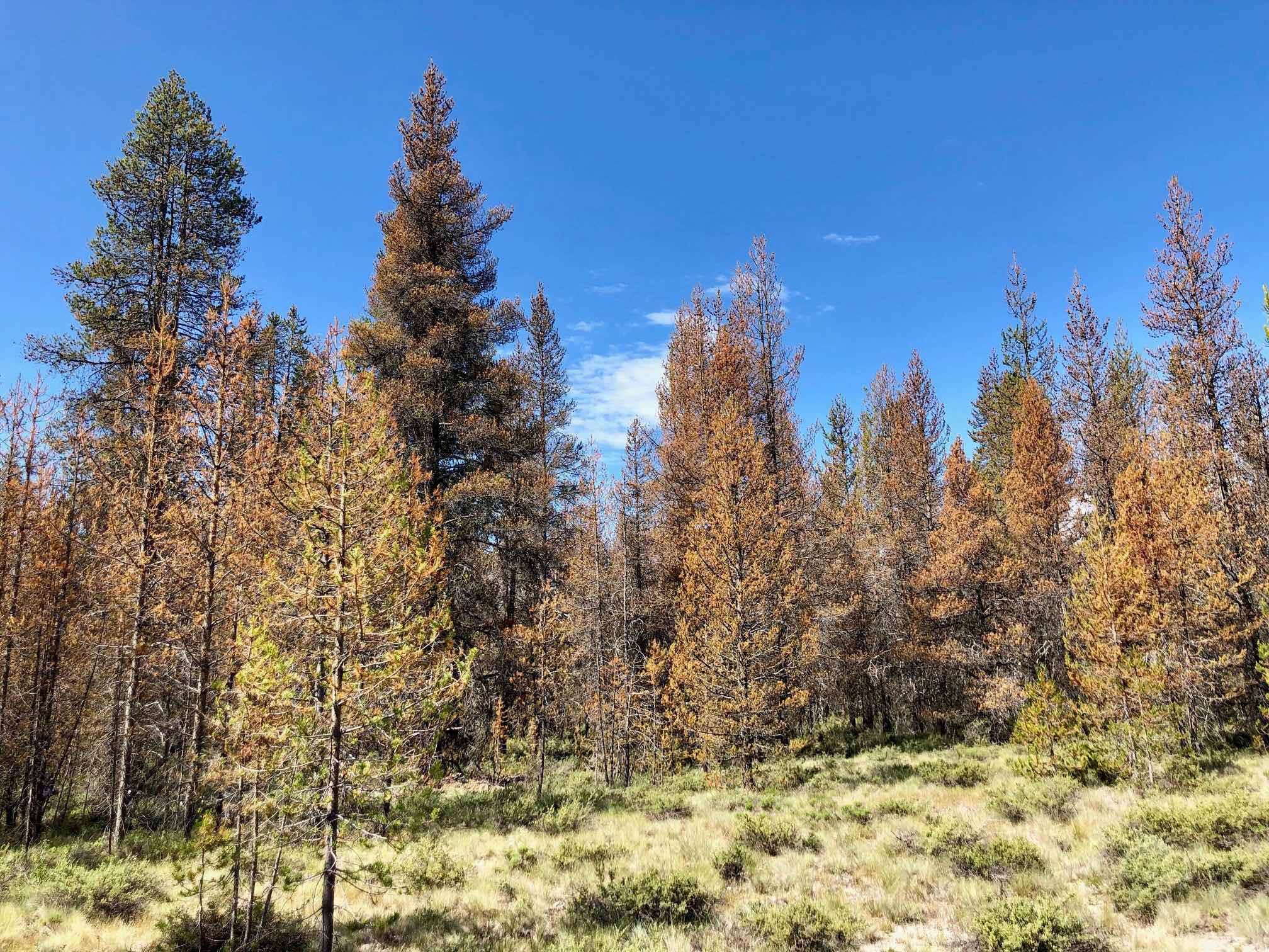 large-scale pine tree defoliation from a diprionid infestation; photo by R. Flowers, USDA-FS