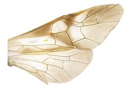   Abia americana  wings; photo by J. Orr, WSDA 
