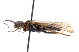   Acantholyda nbsp;sp. female lateral habitus; photo by J. Orr, WSDA 
