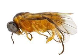   Acordulecera dorsalis nbsp;female lateral habitus; photo by J. Orr, WSDA 
