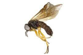   Acordulecera dorsalis nbsp;male lateral habitus; photo by J. Orr, WSDA 
