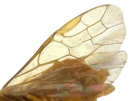   Adelomos cleonenbsp; fore wing;nbsp;photo by J. Orr, WSDA 
