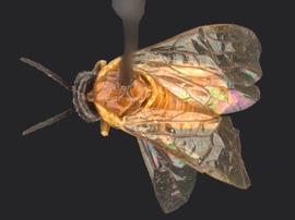   Adelomos cleone nbsp;female dorsal habitus; photo by Q. Baine, WSDA 
