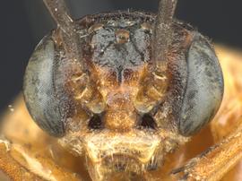   Adelomos cleonenbsp; female face; photo by Q. Baine, WSDA 
