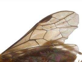   Allantunicus autumnalisnbsp; fore wing; photo by J. Orr, WSDA 
