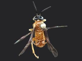   Allantunicus autumnalisnbsp; male dorsal habitus; photo by J. Orr, WSDA 
