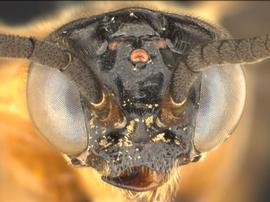   Allantunicus autumnalis  male face; photo by Q. Baine, WSDA 
