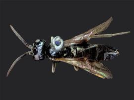   Allantus cinctusnbsp; male dorsal habitus; photo by J. Orr, WSDA 
