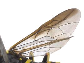   Allantus viennensisnbsp; fore wing; photo by J. Orr, WSDA 
