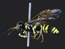   Allantus viennensisnbsp; female lateral habitus; photo by J. Orr, WSDA 
