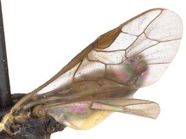   Aneugmenus flavipesnbsp; fore wing; photo by J. Orr, WSDA 
