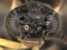   Aneugmenus flavipesnbsp; male face; photo by Q. Baine, WSDA 
