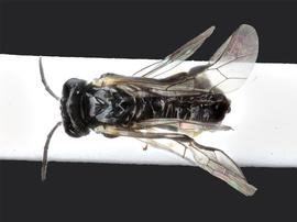   Aneugmenus padi nbsp;female dorsal habitus; photo by J. Orr, WSDA 
