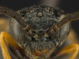   Apareophora rossinbsp; female face; photo by Q. Baine, WSDA 
