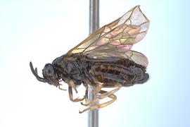   Aproceros leucopoda  female lateral habitus; photo by C. Looney, WSDA
