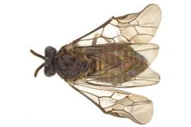   Aprosthema  sp. female dorsal habitus; photo by J. Orr, WSDA 
