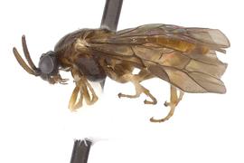   Aprosthema  sp. female lateral habitus; photo by J. Orr, WSDA 
