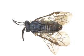   Aprosthema  sp. male dorsal habitus; photo by J. Orr, WSDA 
